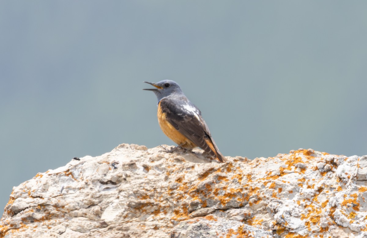 Rufous-tailed Rock-Thrush - ML642806469