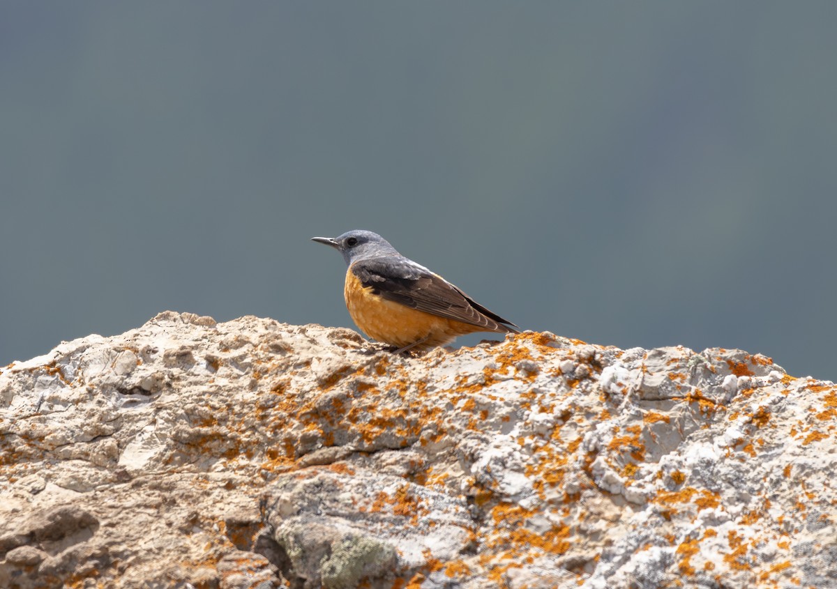Rufous-tailed Rock-Thrush - ML642806470