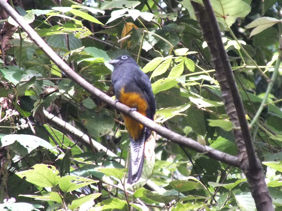 White-tailed Trogon - ML642806489