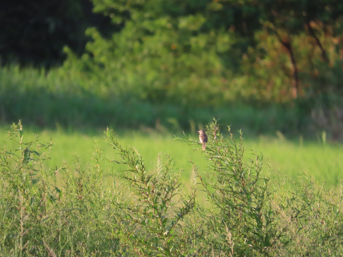 Prinia Sencilla - ML642806491