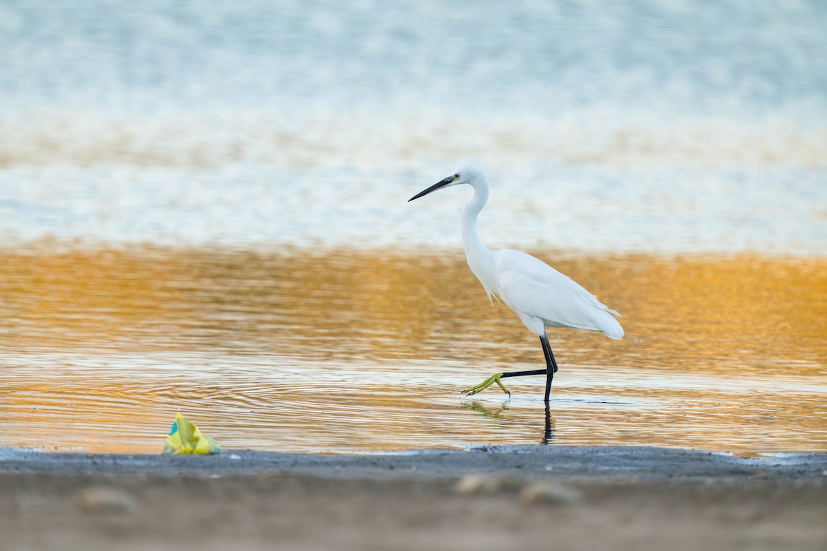 Little Egret - Fynn Zade