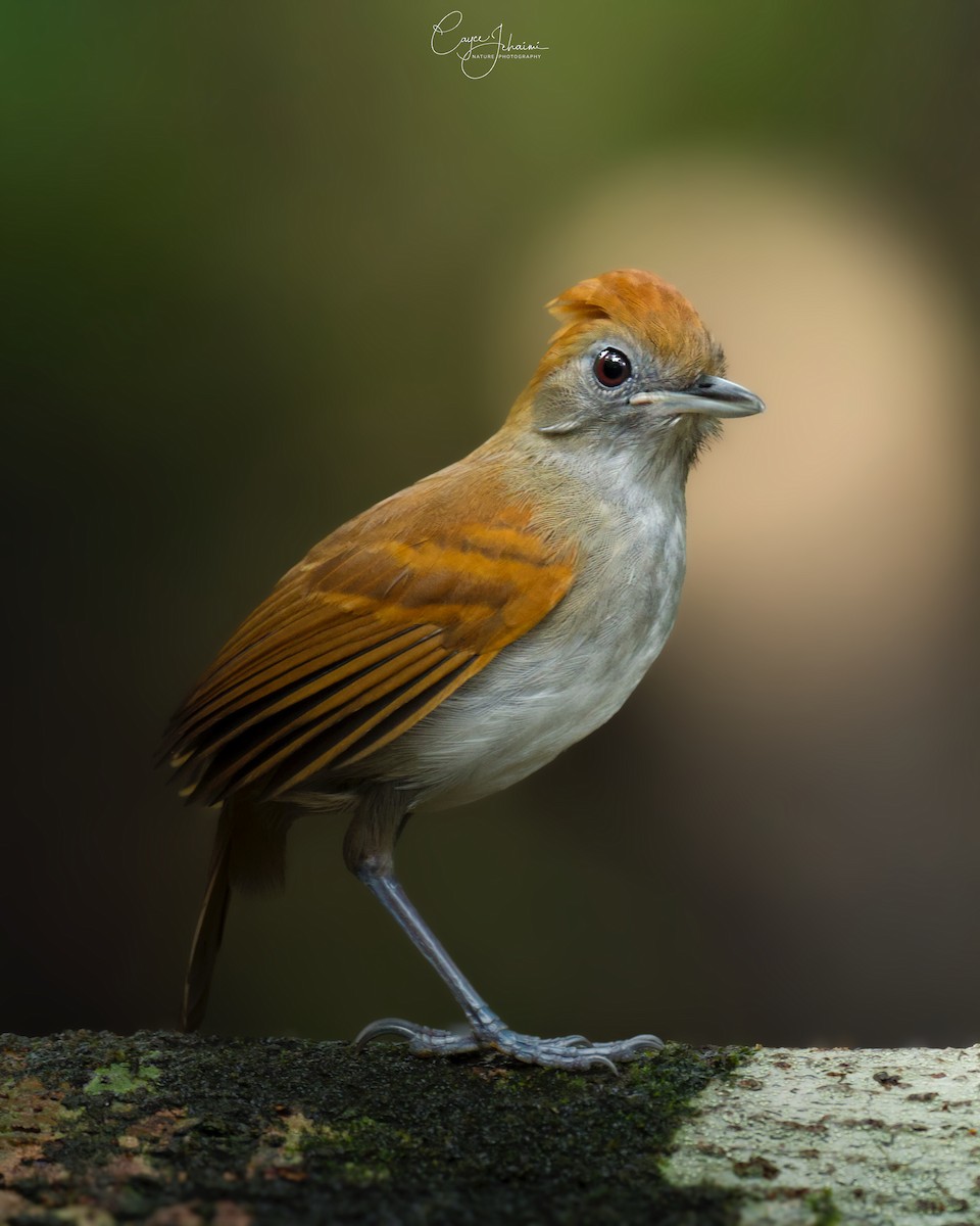 White-lined Antbird - ML642806513