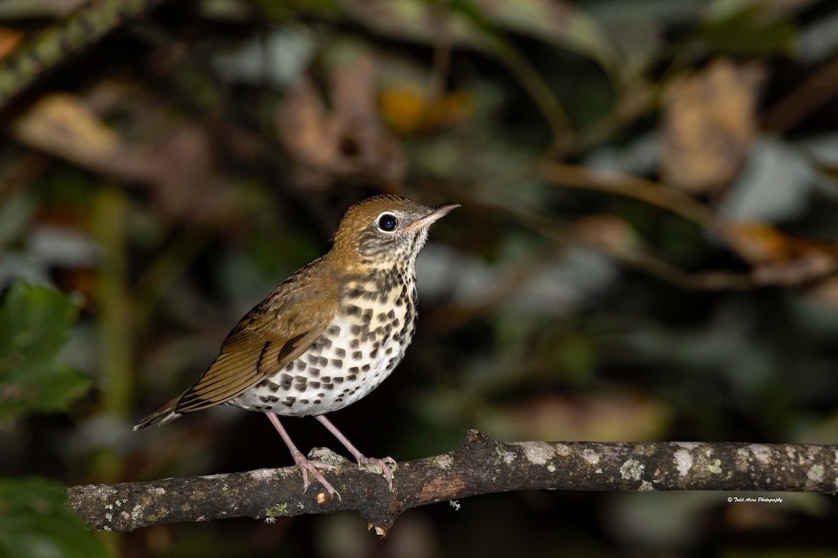 Wood Thrush - ML642806514