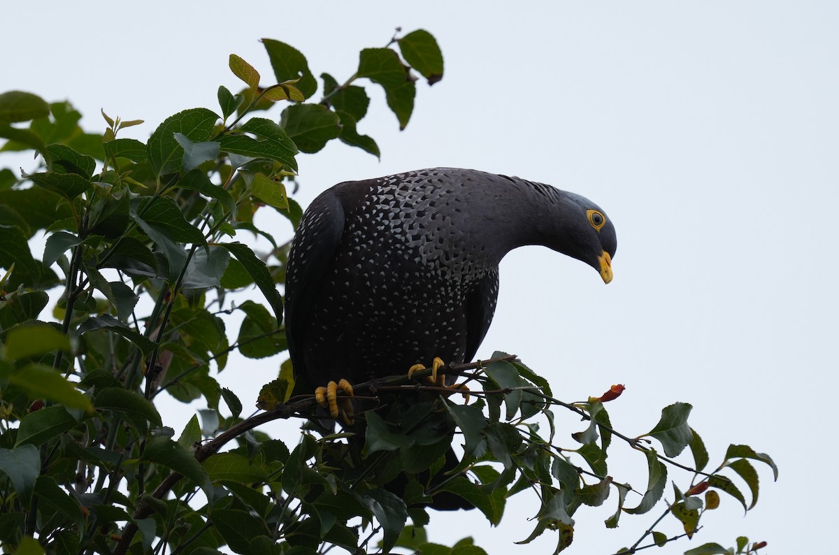 Rameron Pigeon - ML642806519