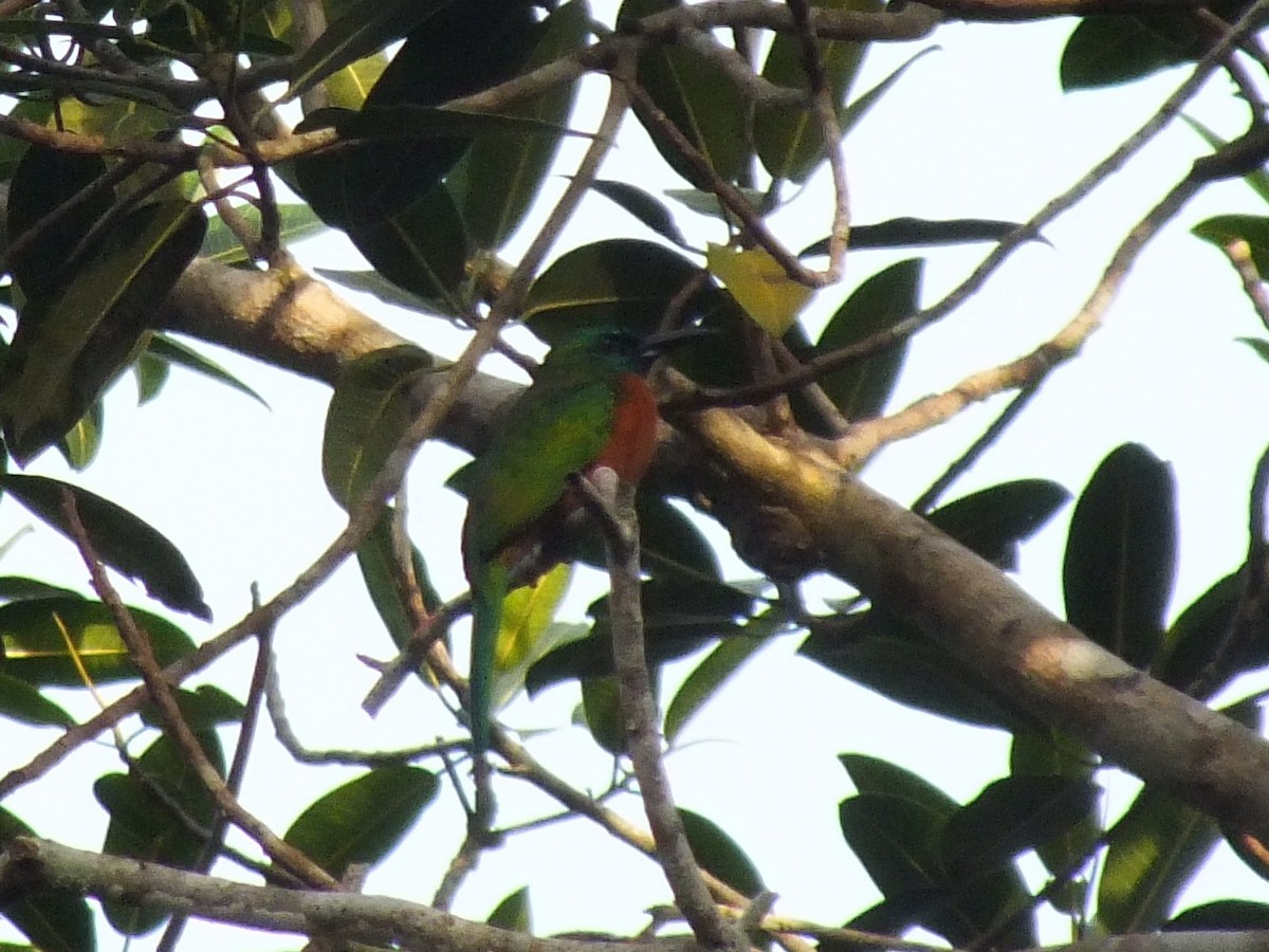 Great Jacamar - ML642806530