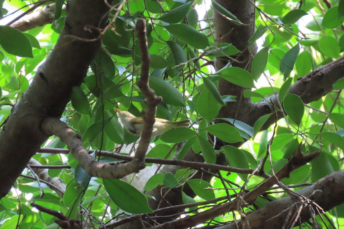 Eastern Crowned Warbler - ML642806531