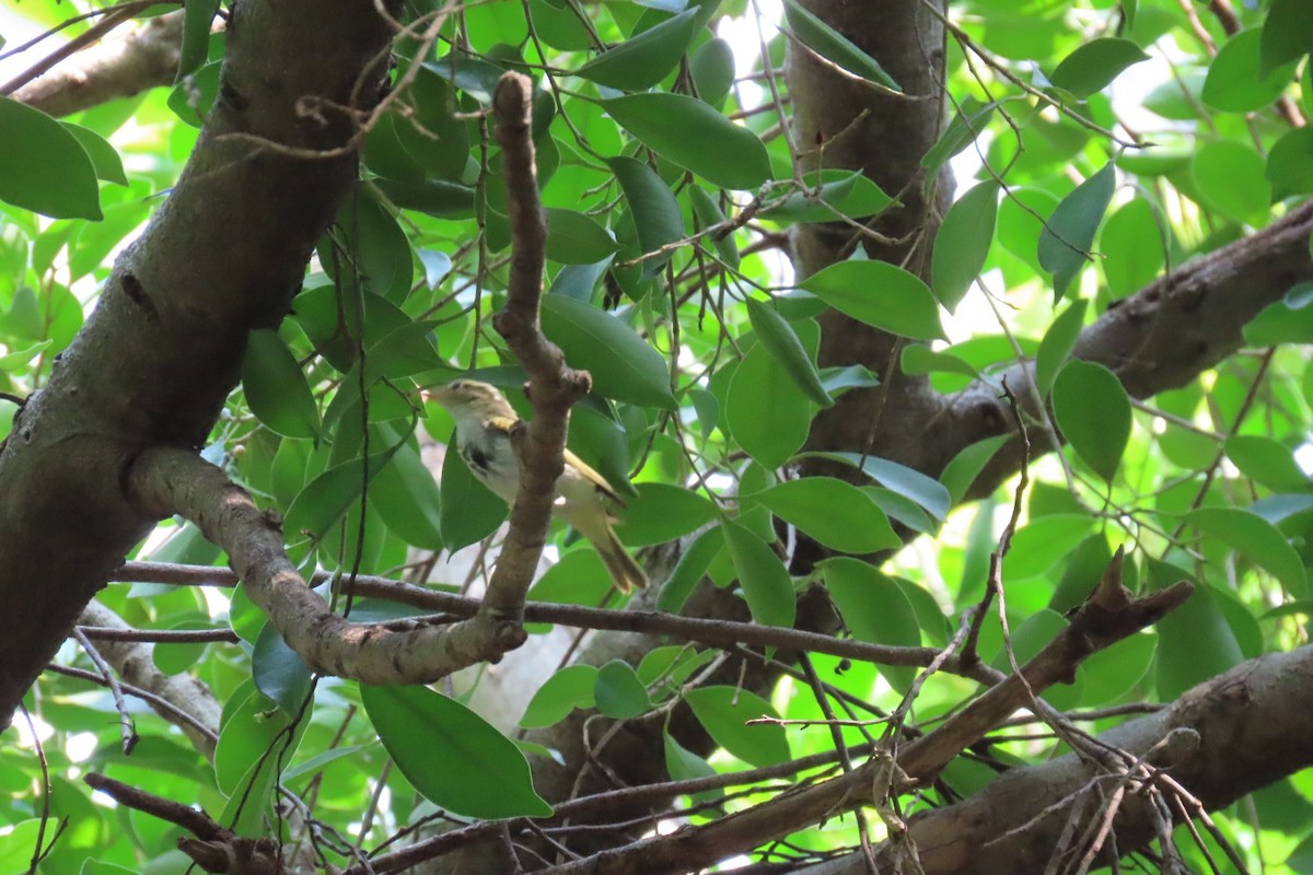 Eastern Crowned Warbler - ML642806532