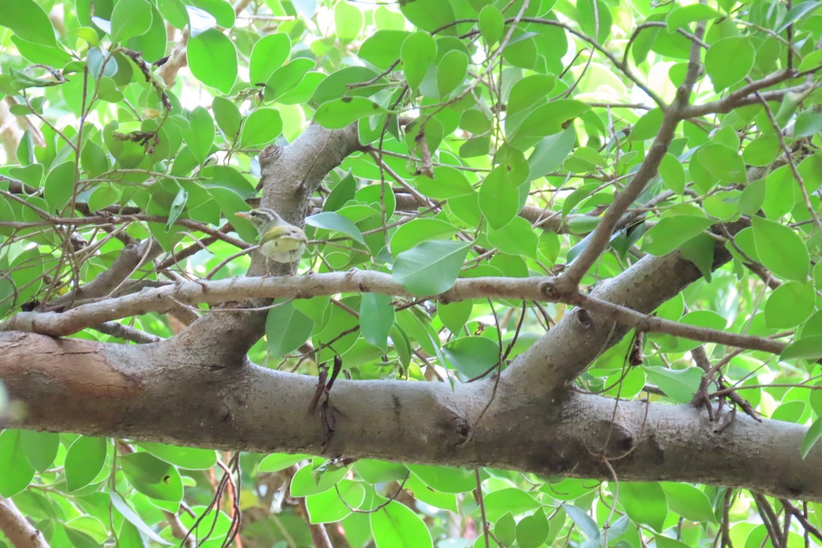 Eastern Crowned Warbler - ML642806533