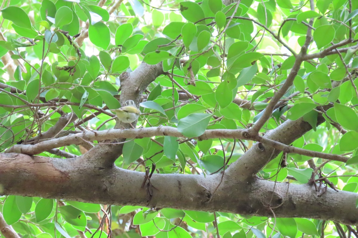 Eastern Crowned Warbler - ML642806534