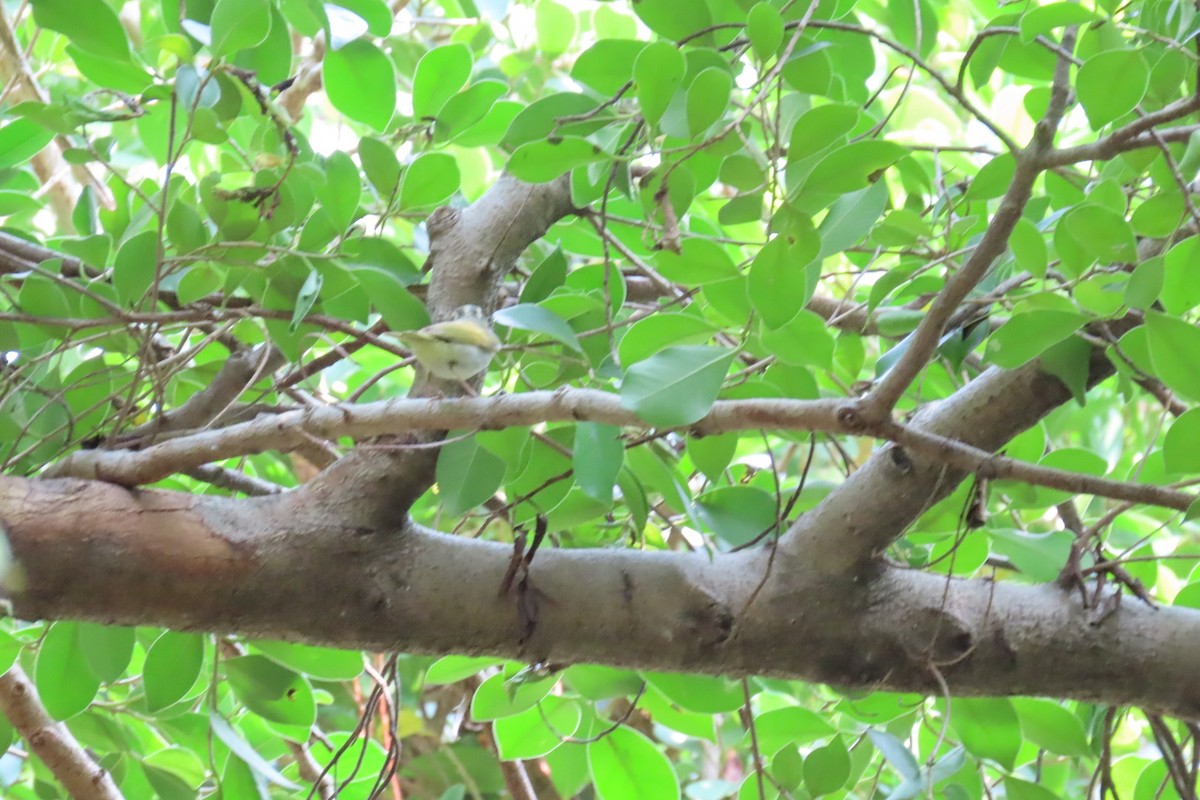 Eastern Crowned Warbler - ML642806535