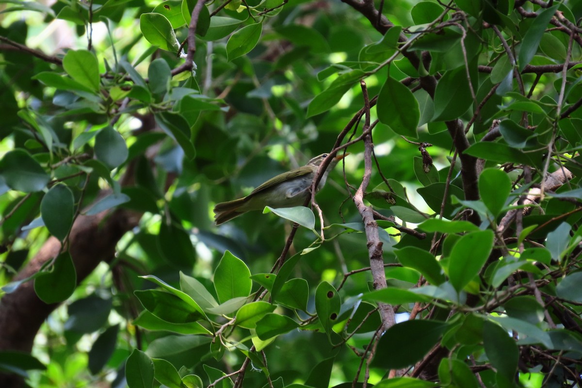 Eastern Crowned Warbler - ML642806536