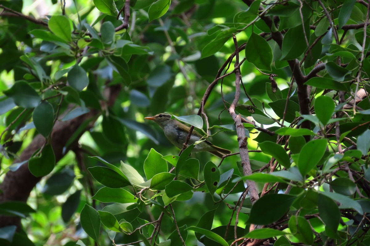 Eastern Crowned Warbler - ML642806537