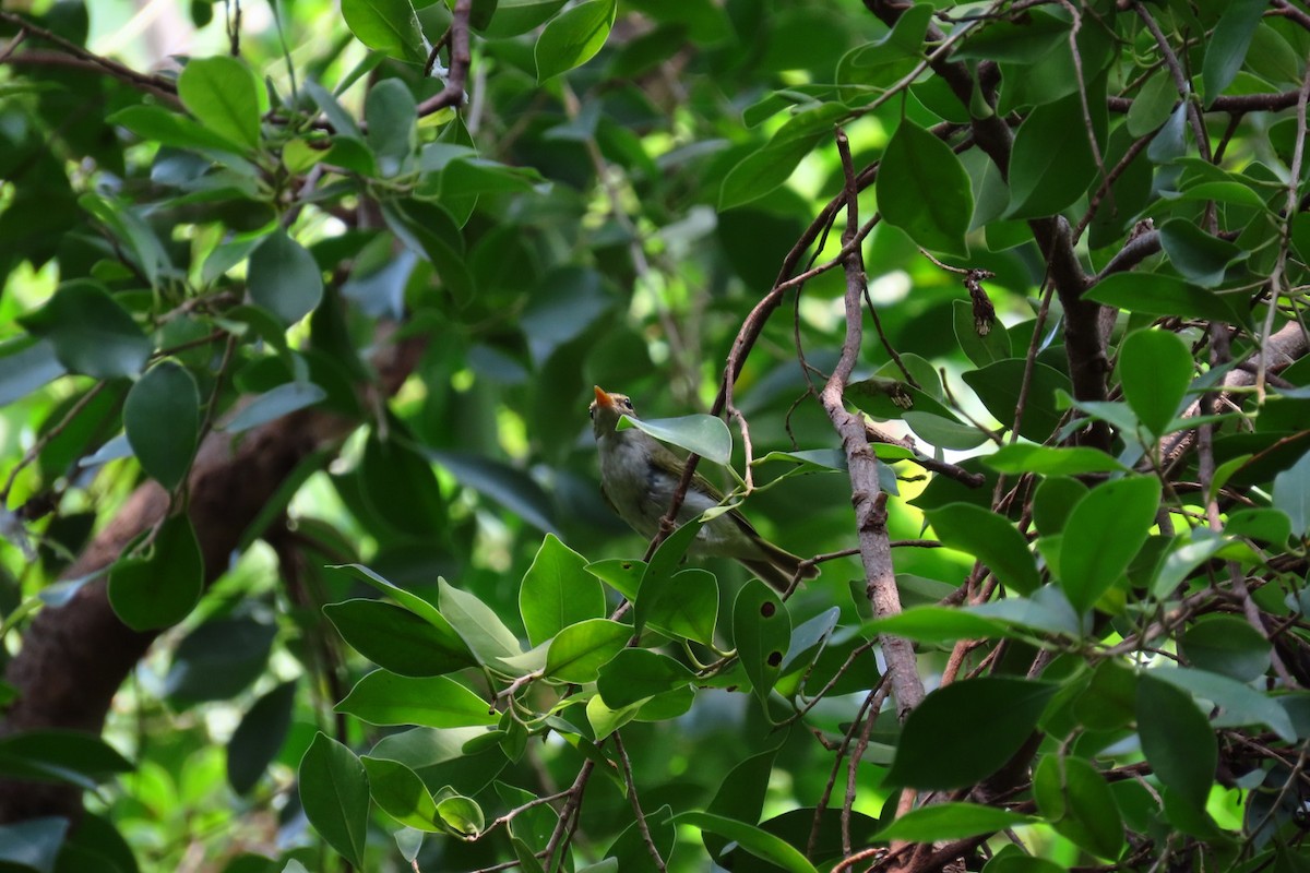 Eastern Crowned Warbler - ML642806538