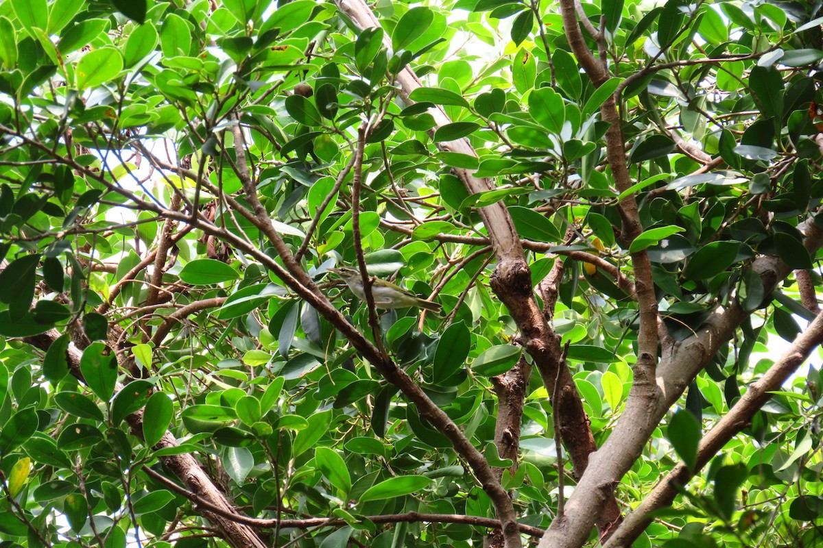 Eastern Crowned Warbler - ML642806540