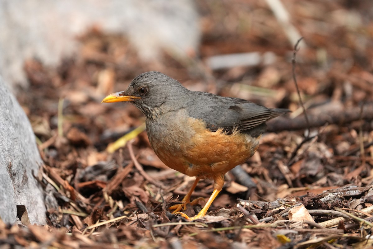 Olive Thrush - ML642806554