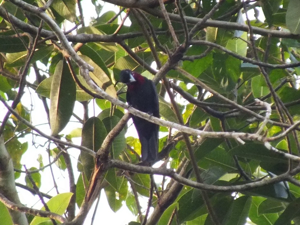 Purple-throated Fruitcrow - ML642806556