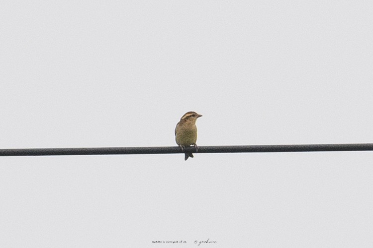 Russet Sparrow - ML642806568