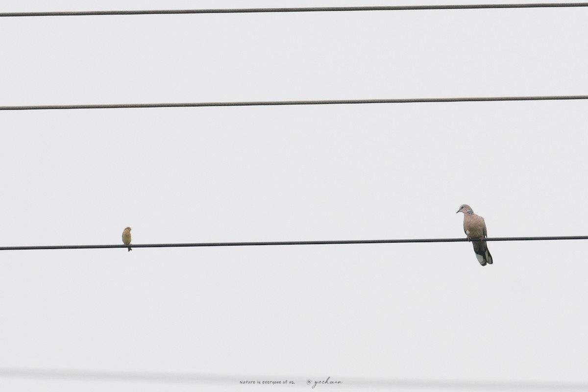 Russet Sparrow - ML642806569