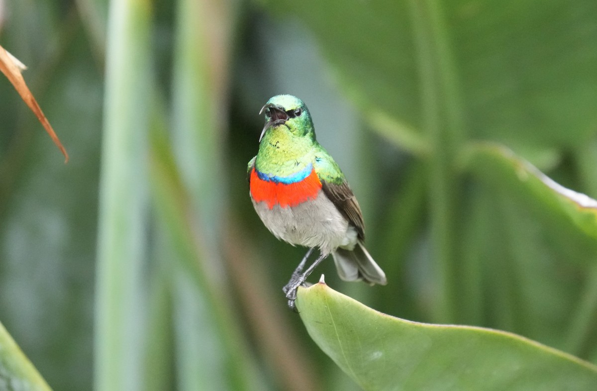 Southern Double-collared Sunbird - ML642806581