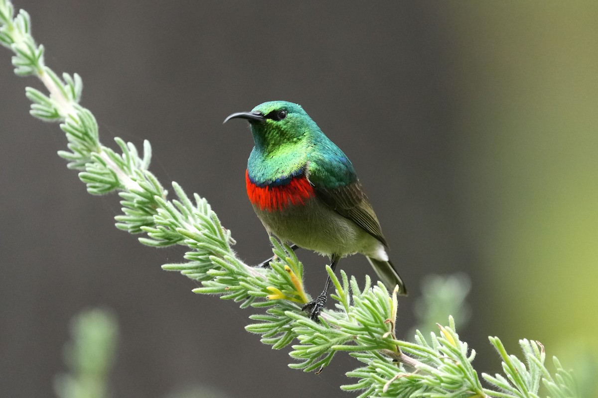 Southern Double-collared Sunbird - ML642806582