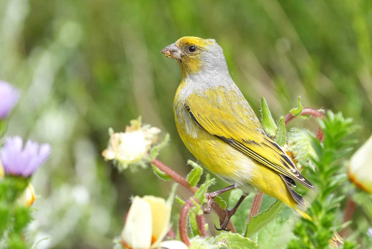 Cape Canary - ML642806591