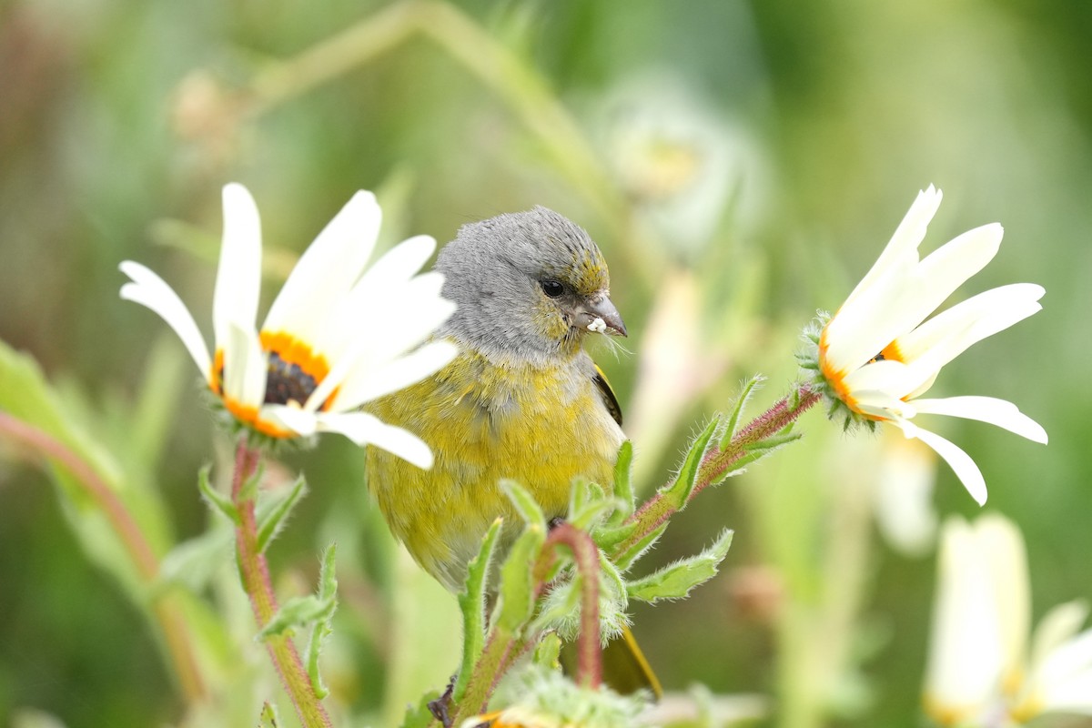 Cape Canary - ML642806592