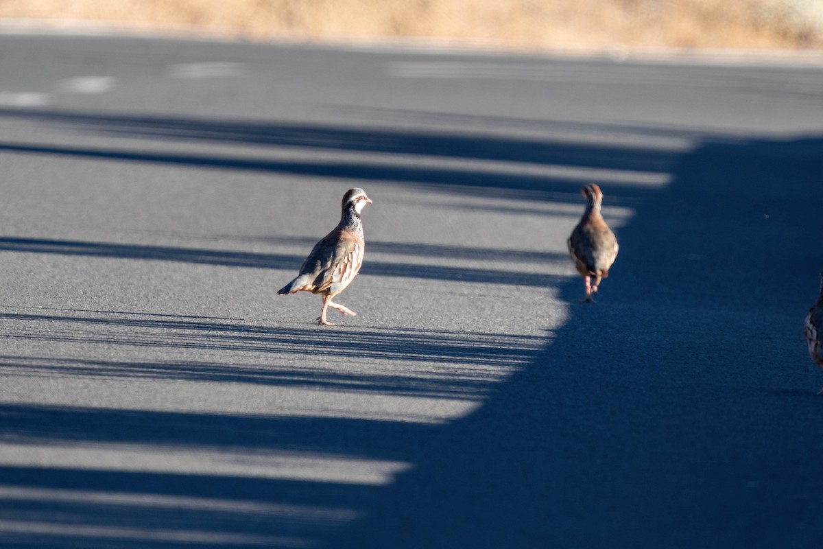 Red-legged Partridge - ML642806605