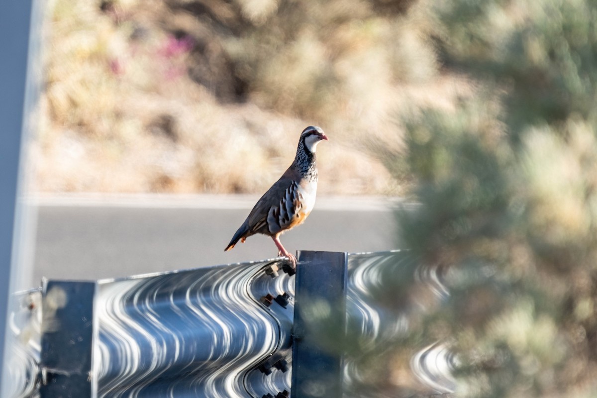 Red-legged Partridge - ML642806606