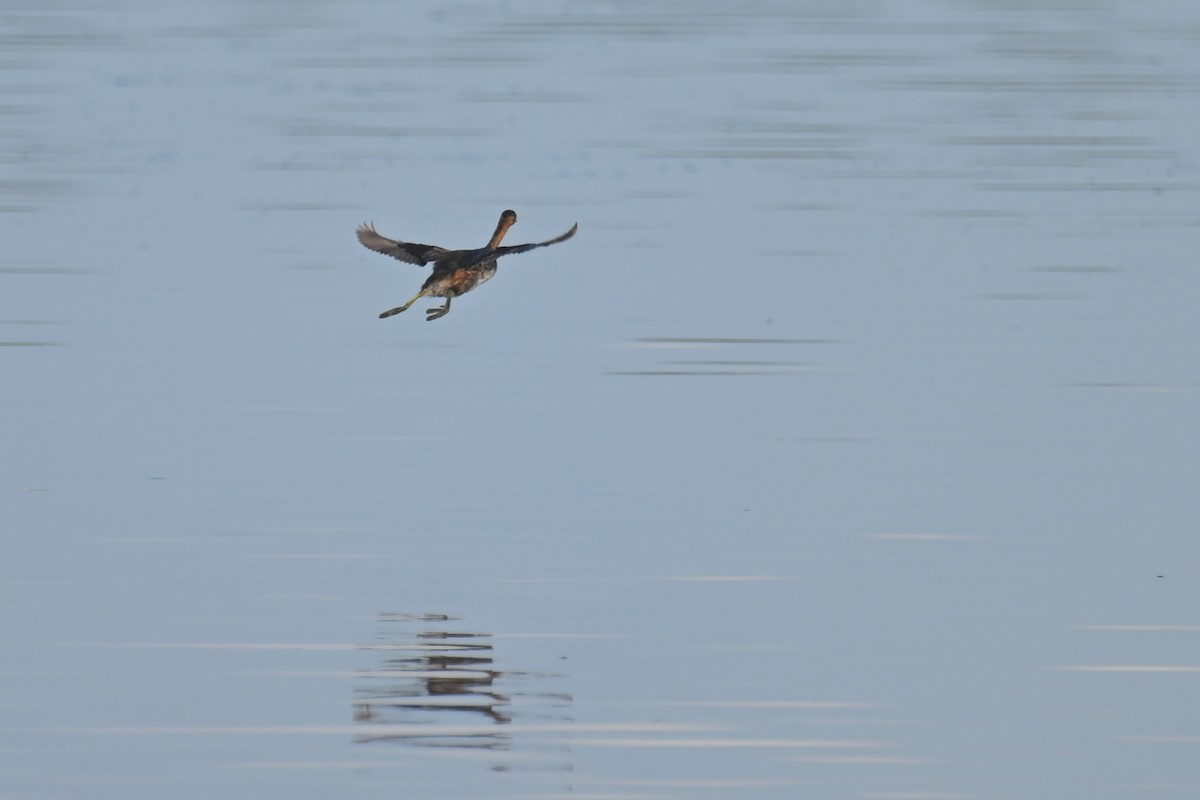 Little Grebe (Little) - ML642806618