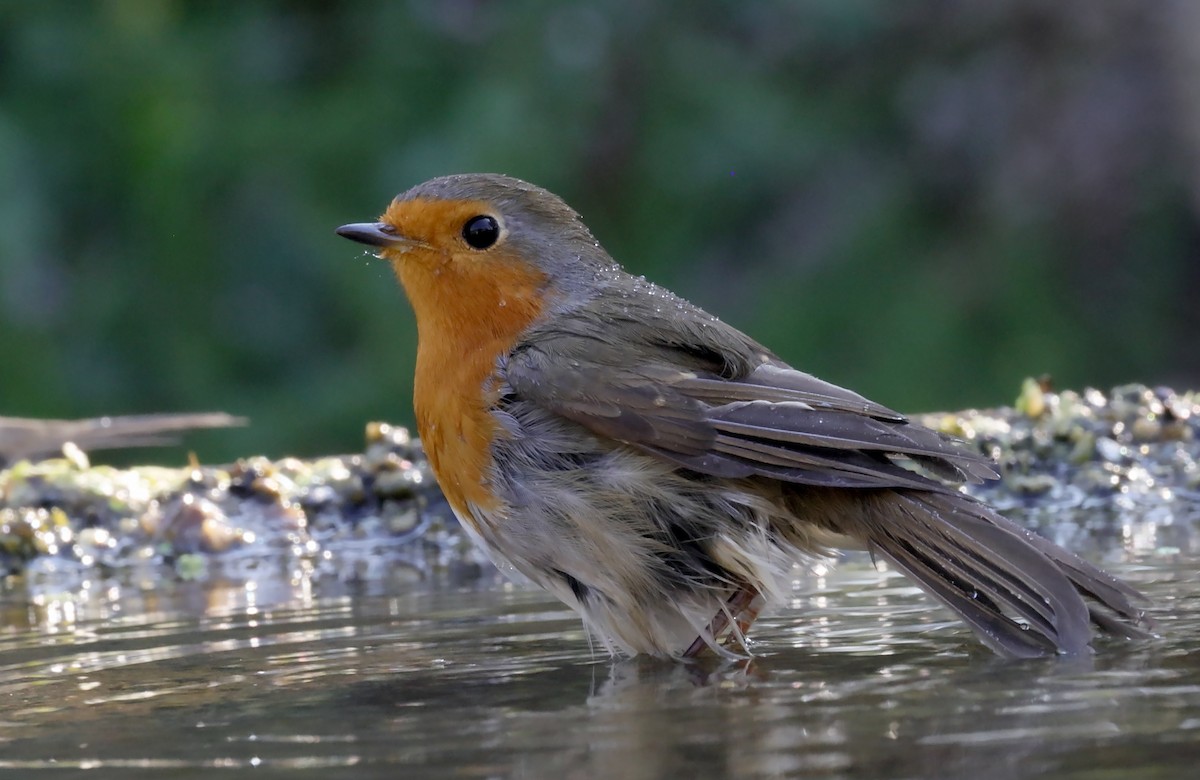 European Robin - ML642806623