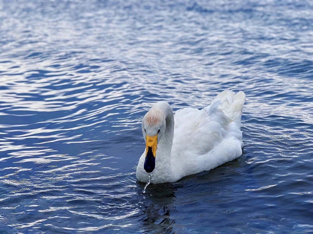 Whooper Swan - ML642806624