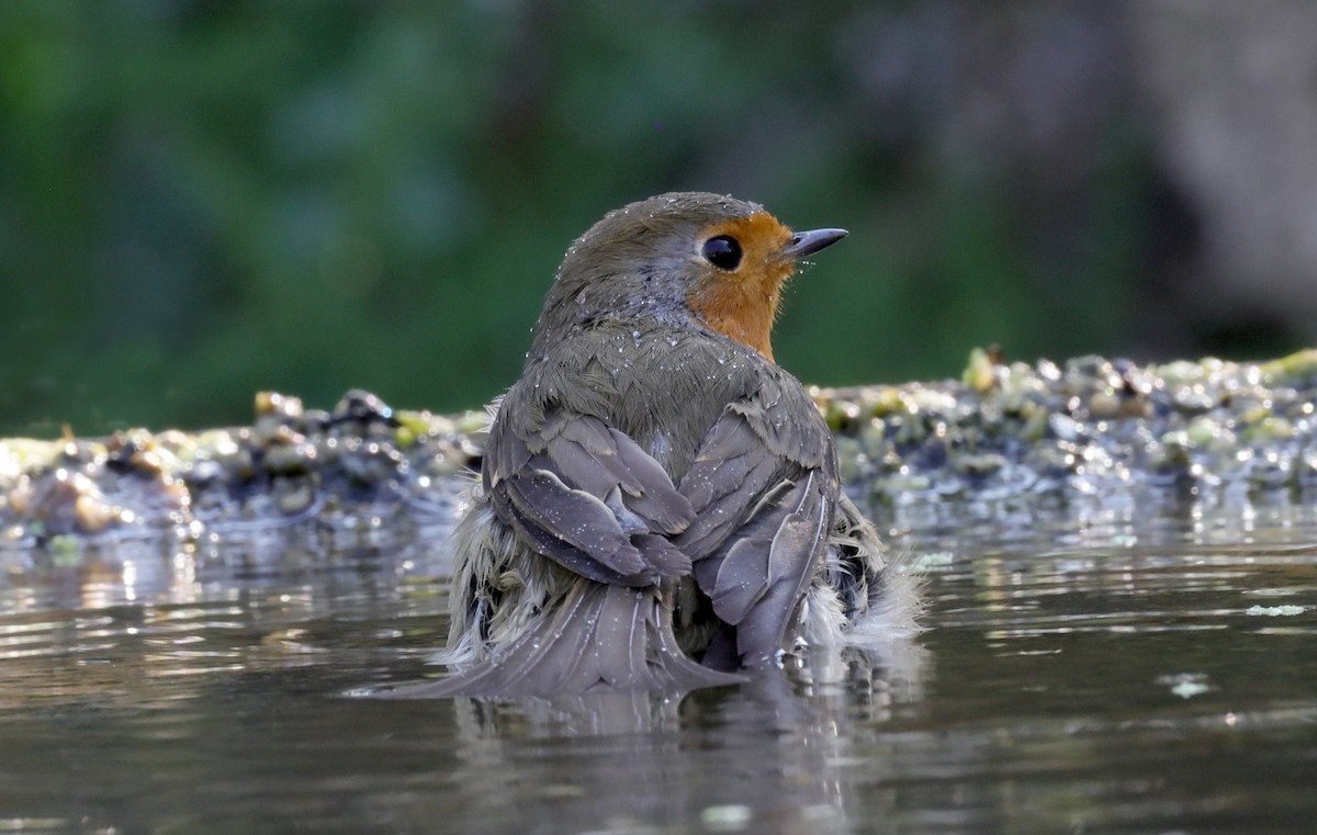 European Robin - ML642806625