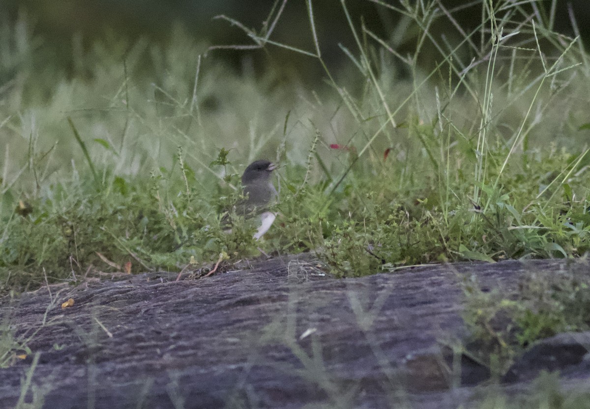 Dark-eyed Junco - ML642806626
