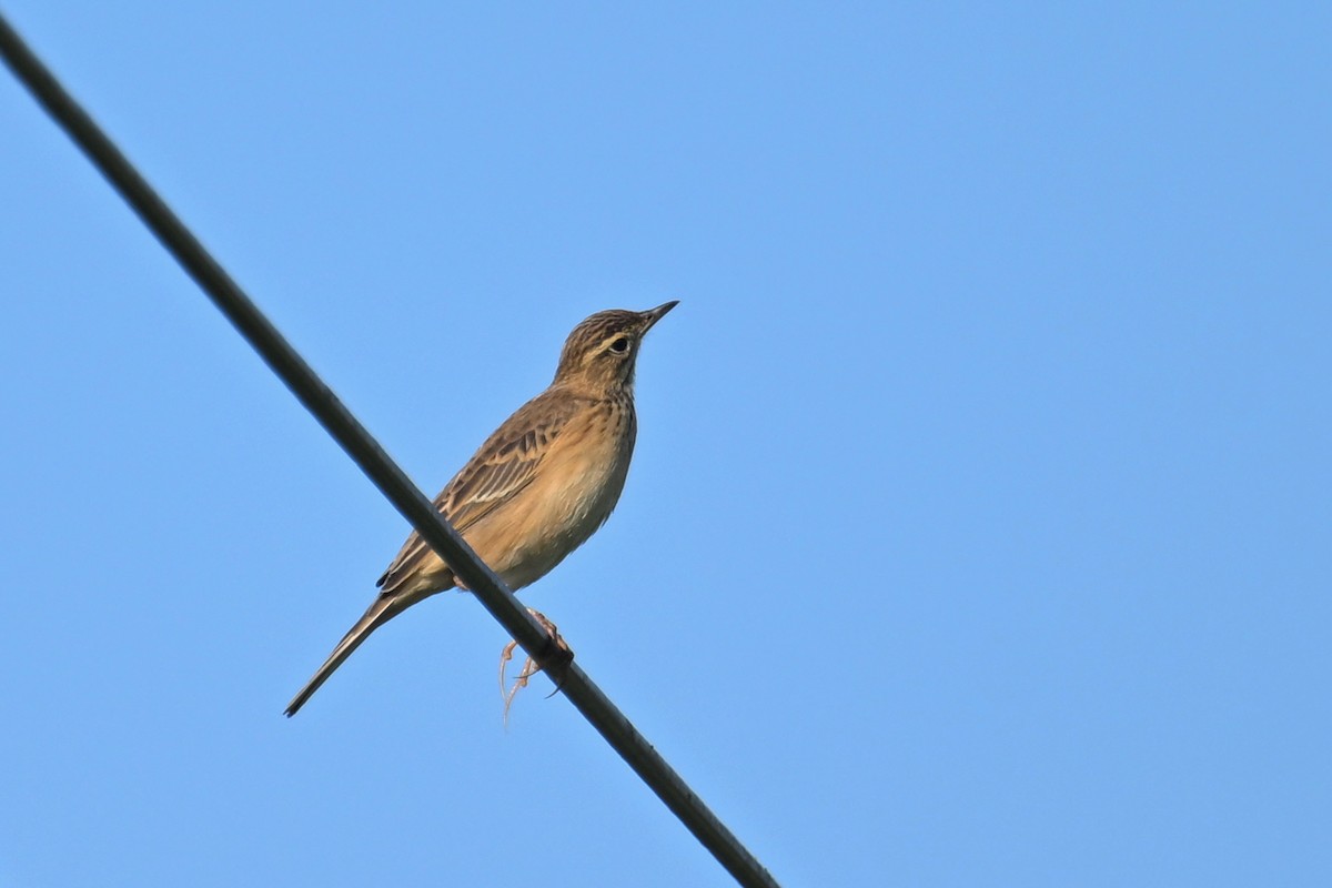 Хээрийн шийхнүүхэй - ML642806628