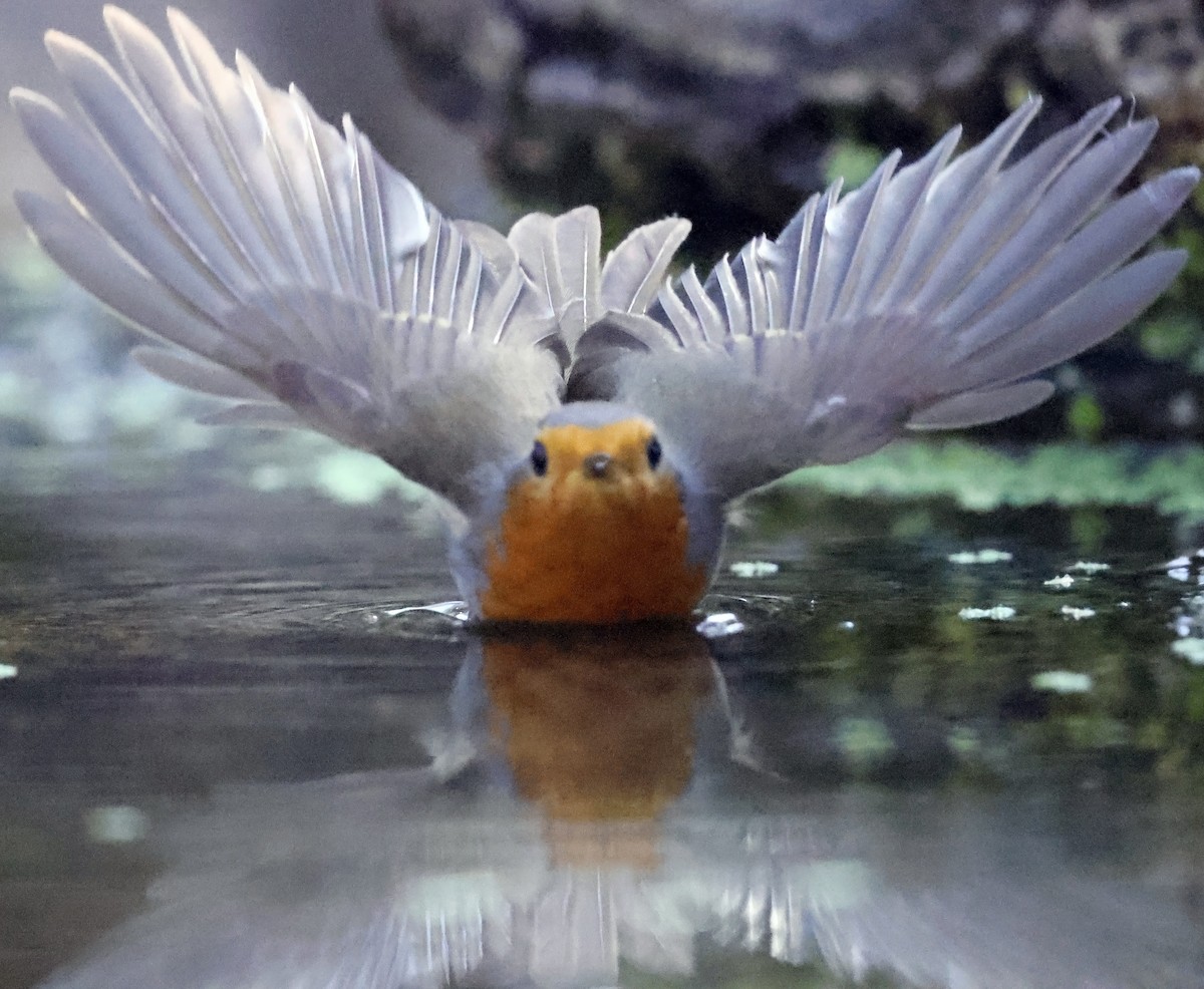 European Robin - ML642806635