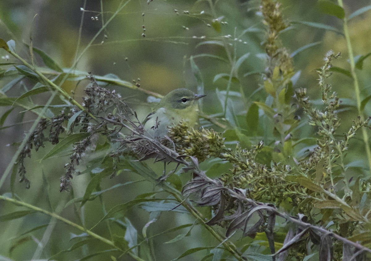 Tennessee Warbler - ML642806636