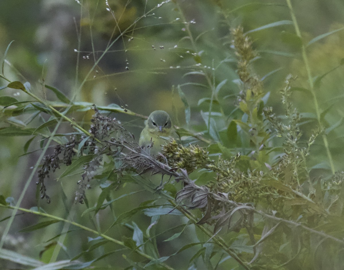 Tennessee Warbler - ML642806637
