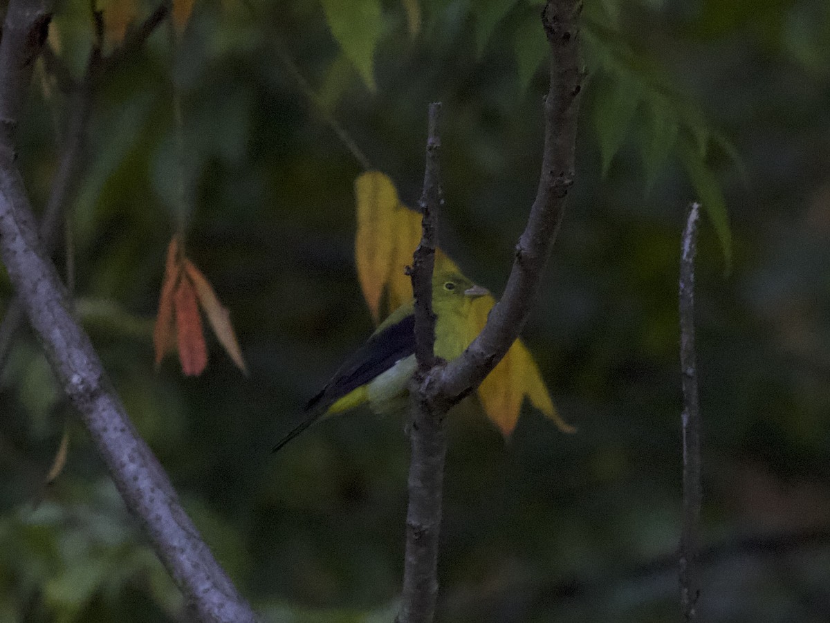 Scarlet Tanager - ML642806639