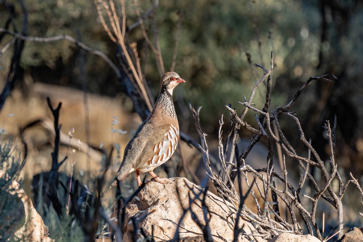 Red-legged Partridge - ML642806643