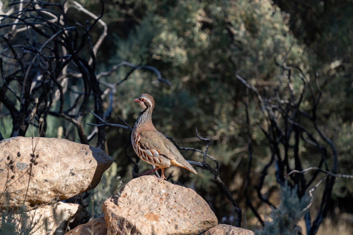 Red-legged Partridge - ML642806644