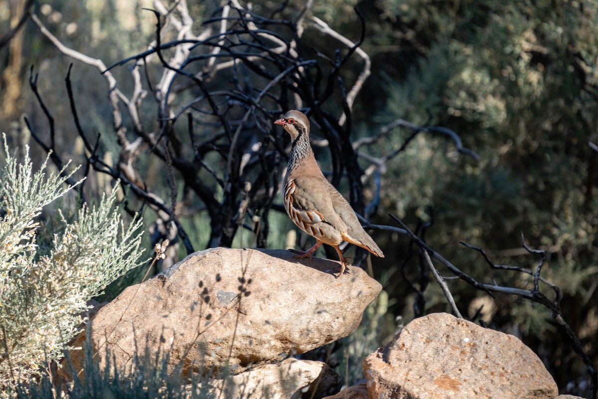 Red-legged Partridge - ML642806645