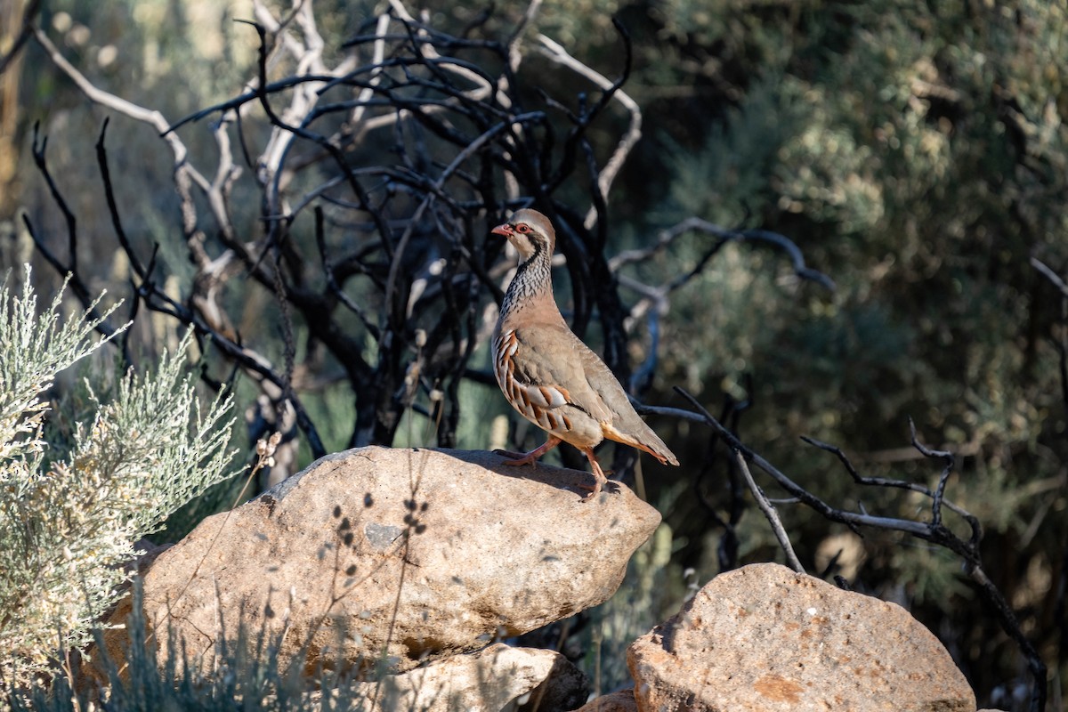 Red-legged Partridge - ML642806646