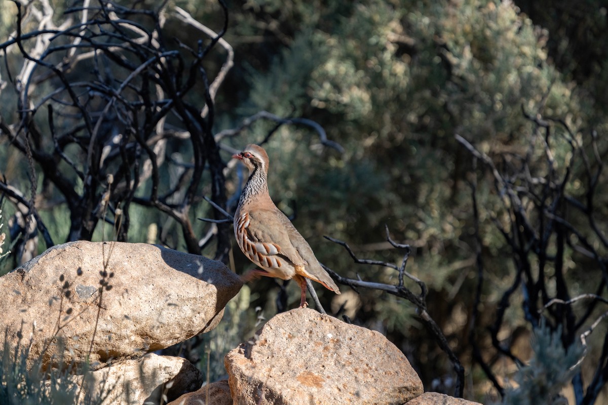 Red-legged Partridge - ML642806647