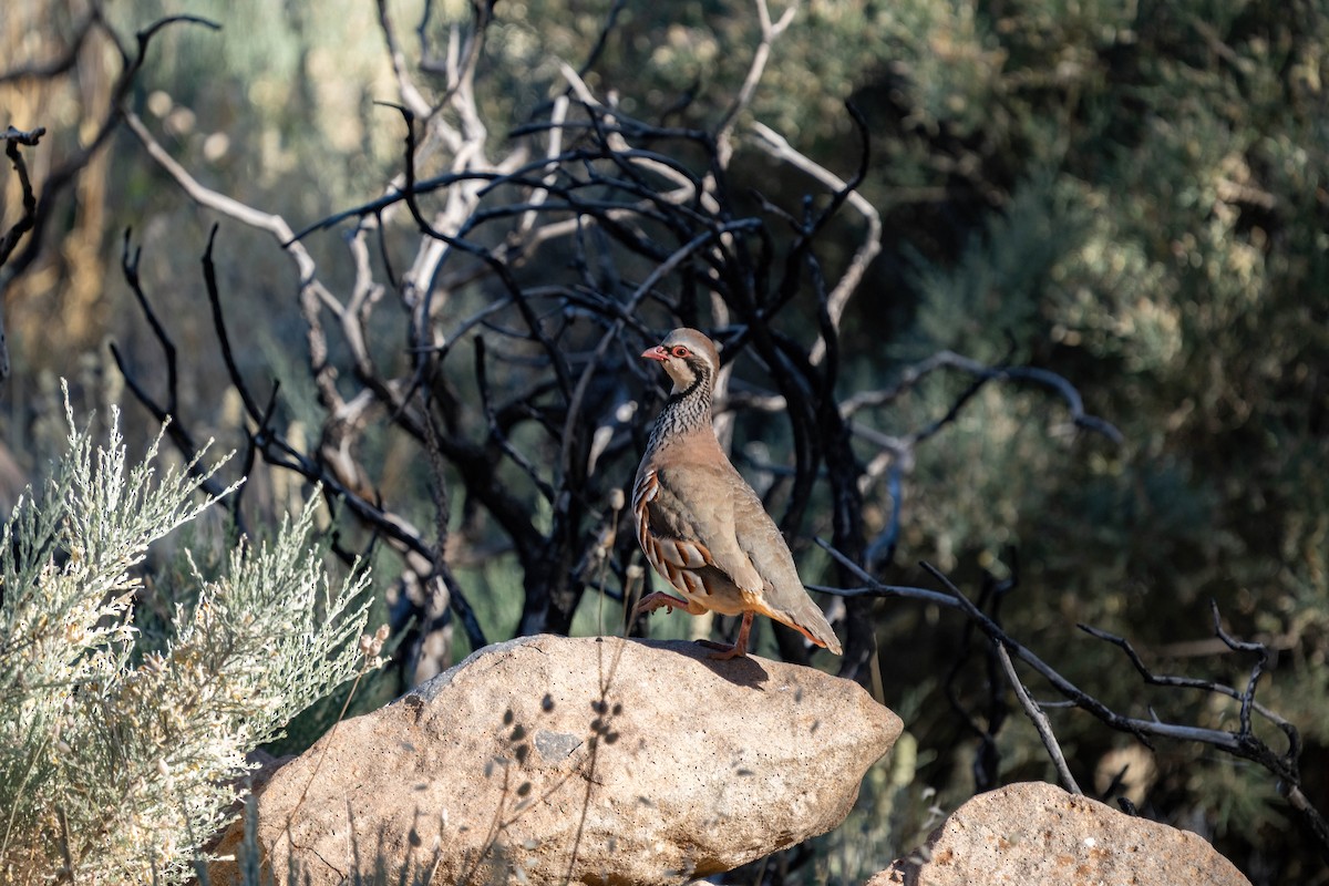 Red-legged Partridge - ML642806648