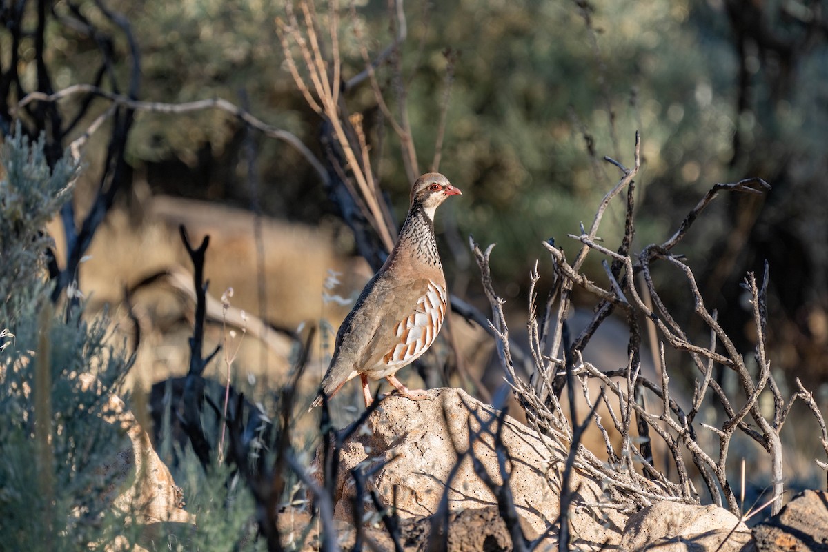 Red-legged Partridge - ML642806649
