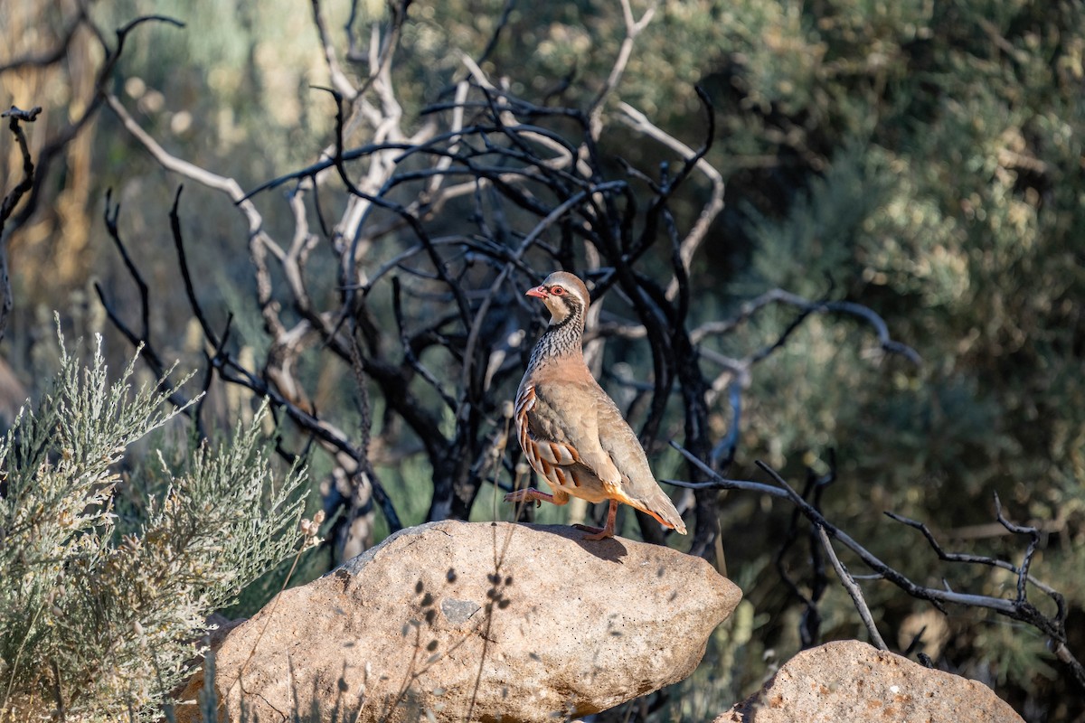 Red-legged Partridge - ML642806650