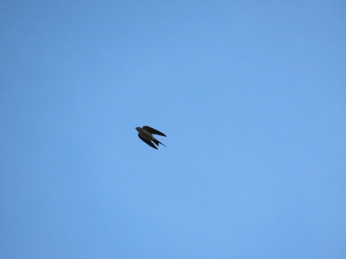 Eastern Red-rumped Swallow (Striated) - ML642806651