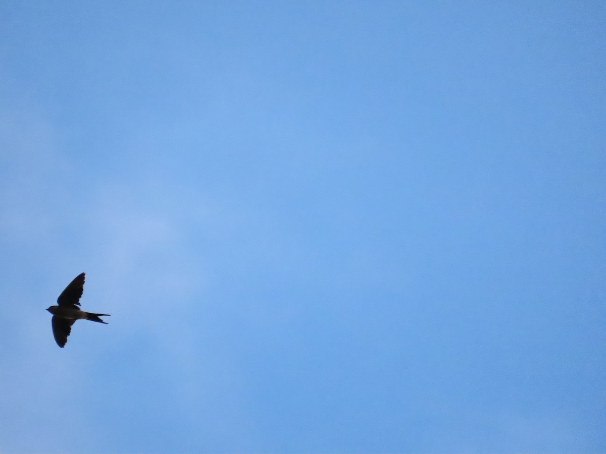 Eastern Red-rumped Swallow (Striated) - ML642806652