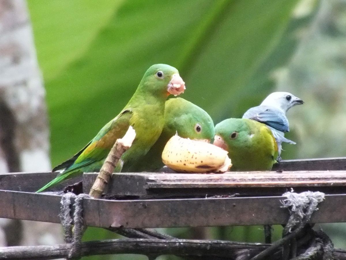 Orange-chinned Parakeet - ML642806657