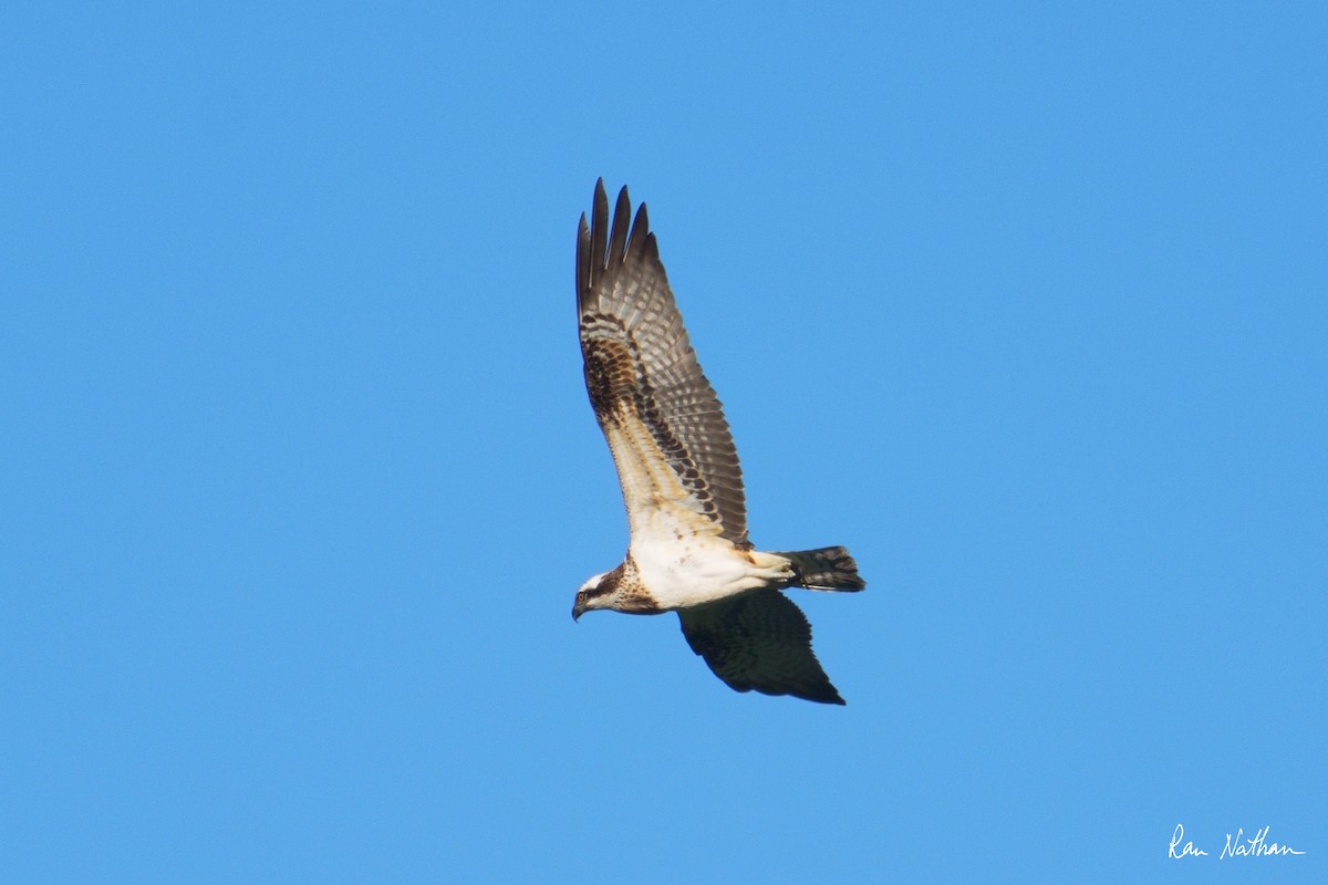 Osprey (Eurasian) - ML642806665